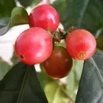 koffie weetjes koffie vrucht