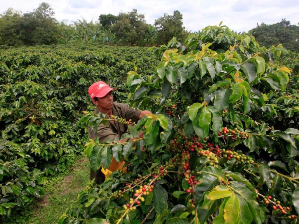 Arabica Beste Koffie