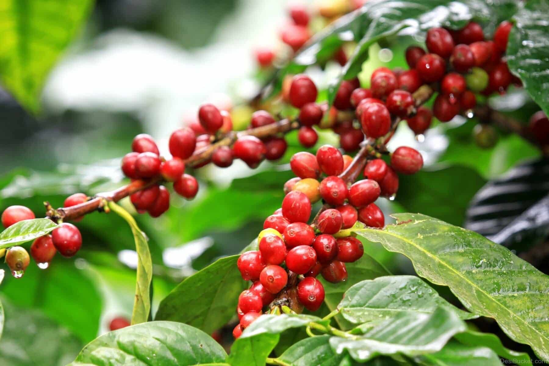 Koffieplant