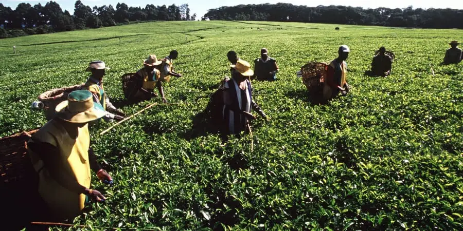 Boeren Keniaanse koffie