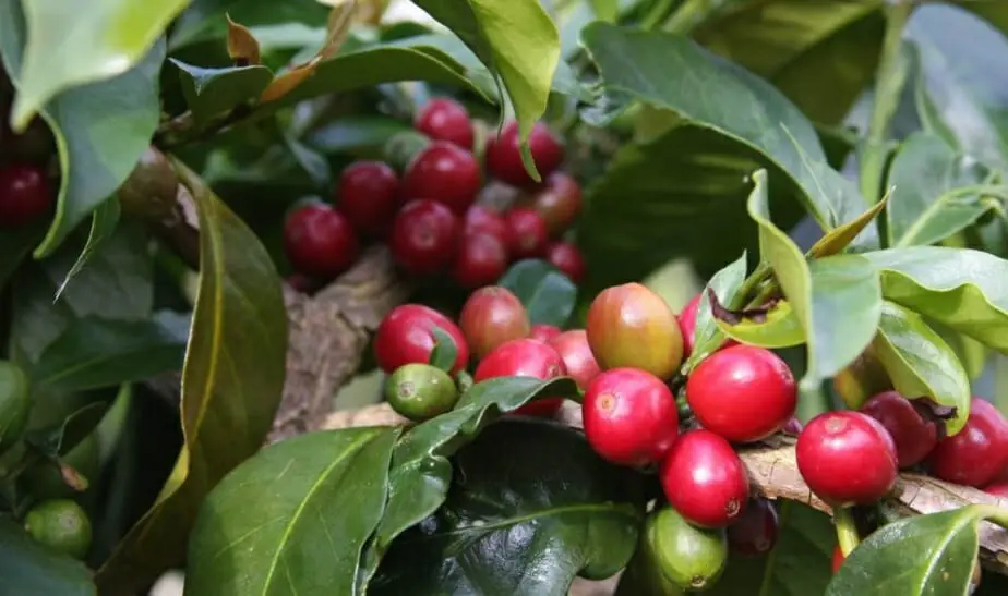 Sumatraanse koffiebes