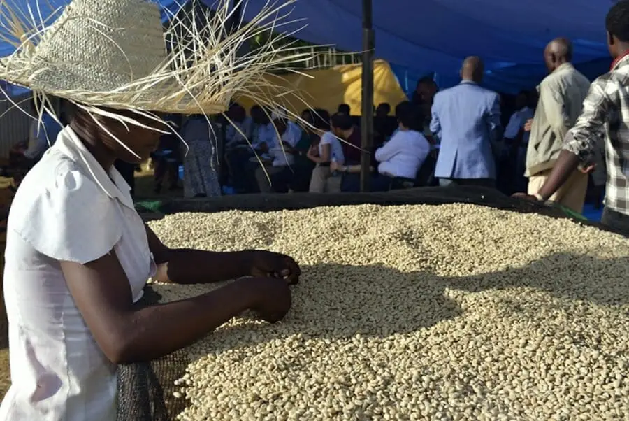 Verwerking Ethiopische koffie