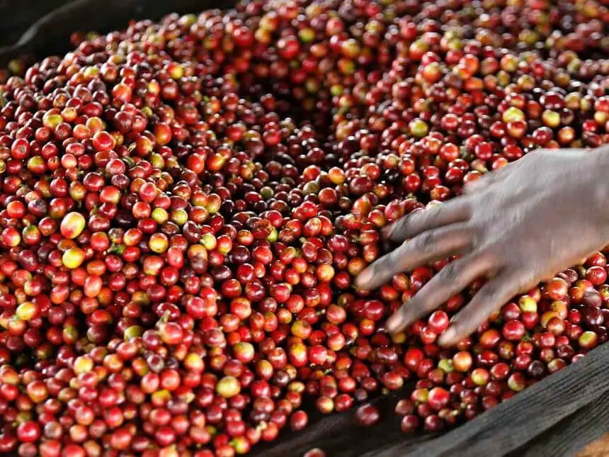 Verwerking Keniaanse koffie