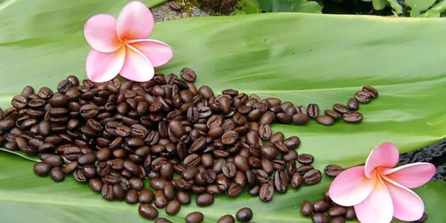 hawaiaanse koffie kona koffie